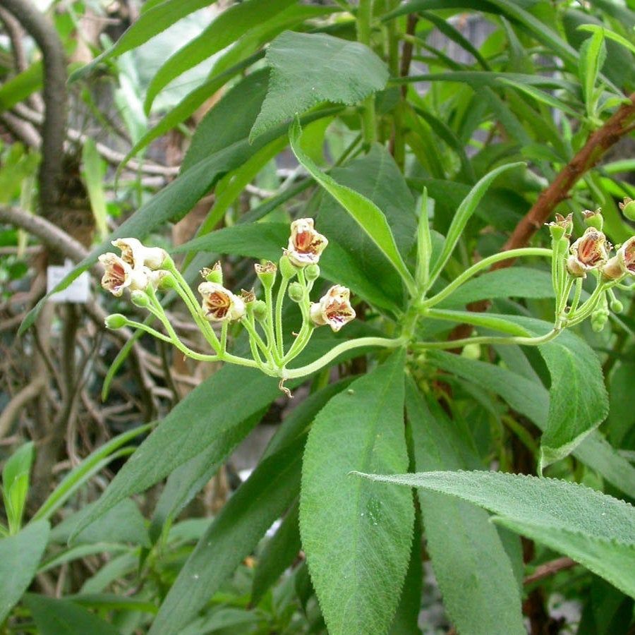 Jamaican organic Search mi heart herb (Rhytidophyllum tomentosum)