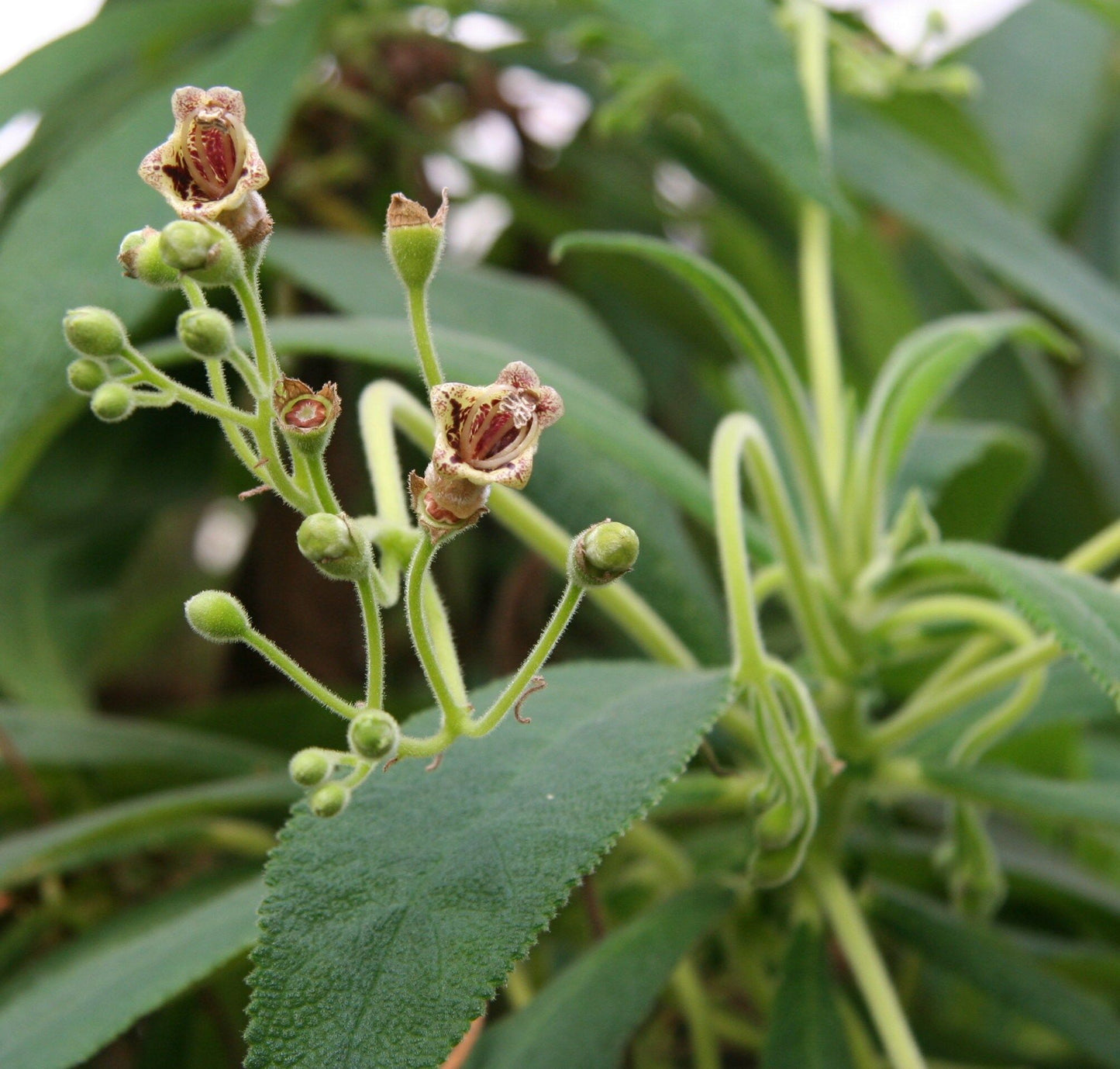 Jamaican organic Search mi heart herb (Rhytidophyllum tomentosum)