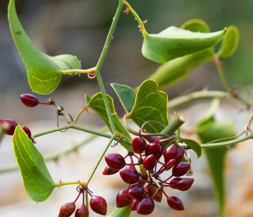 Jamaican organic Sarsaparilla root