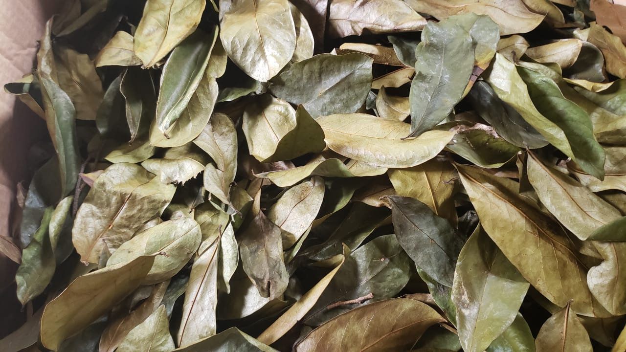 Jamaican organic Soursop leaf